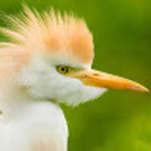 Meet your Posher, Eli